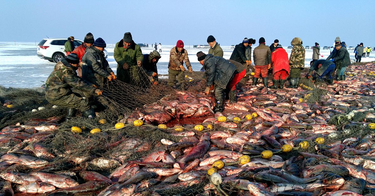 Magnificent scene of Chagan Lake winter fishing, fishermen engaged in traditional fishing activities on the ice