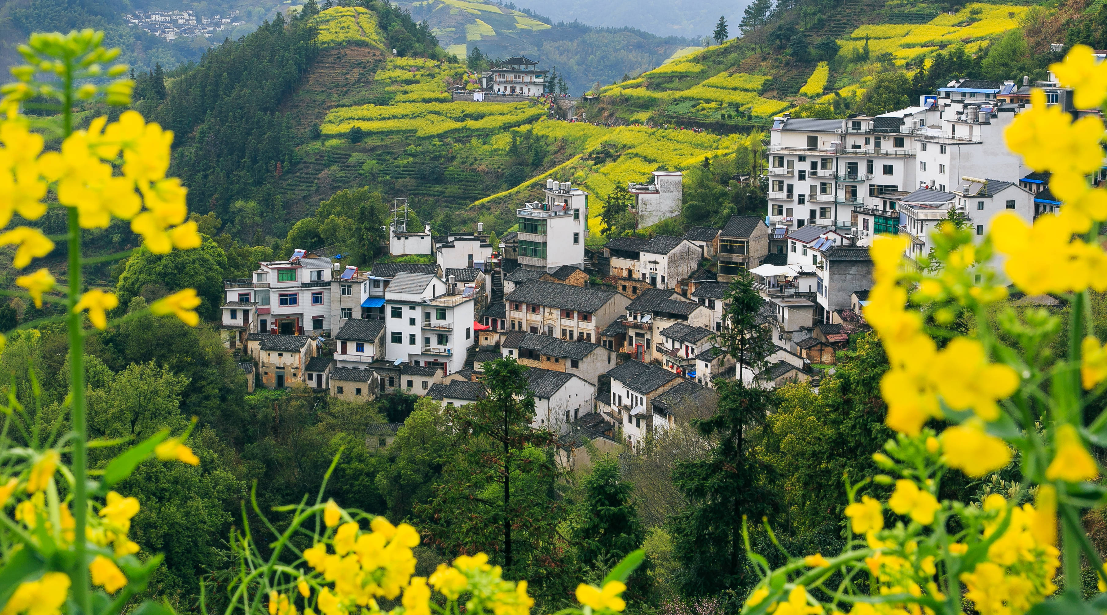 Wuyuan spring rapeseed flower fields, with white-walled and black-tiled villages dotted among the golden flower sea
