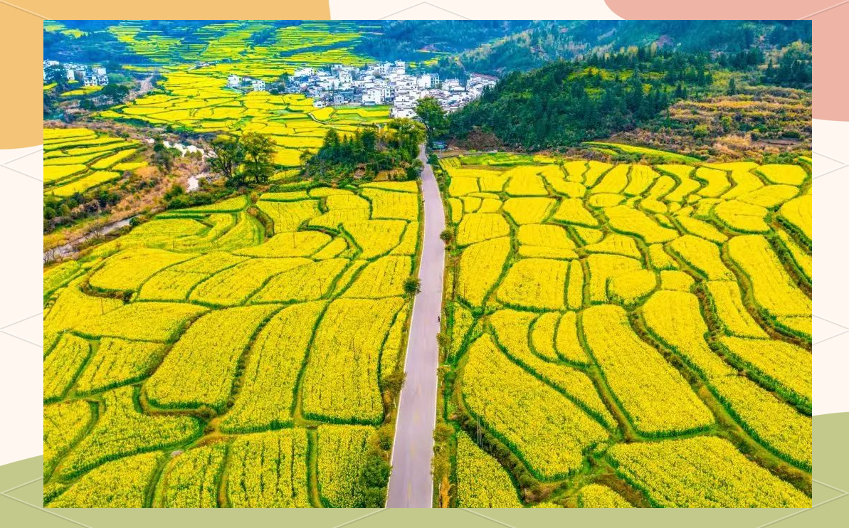 Jiangling rapeseed flower fields, with terraced fields full of golden rapeseed flowers