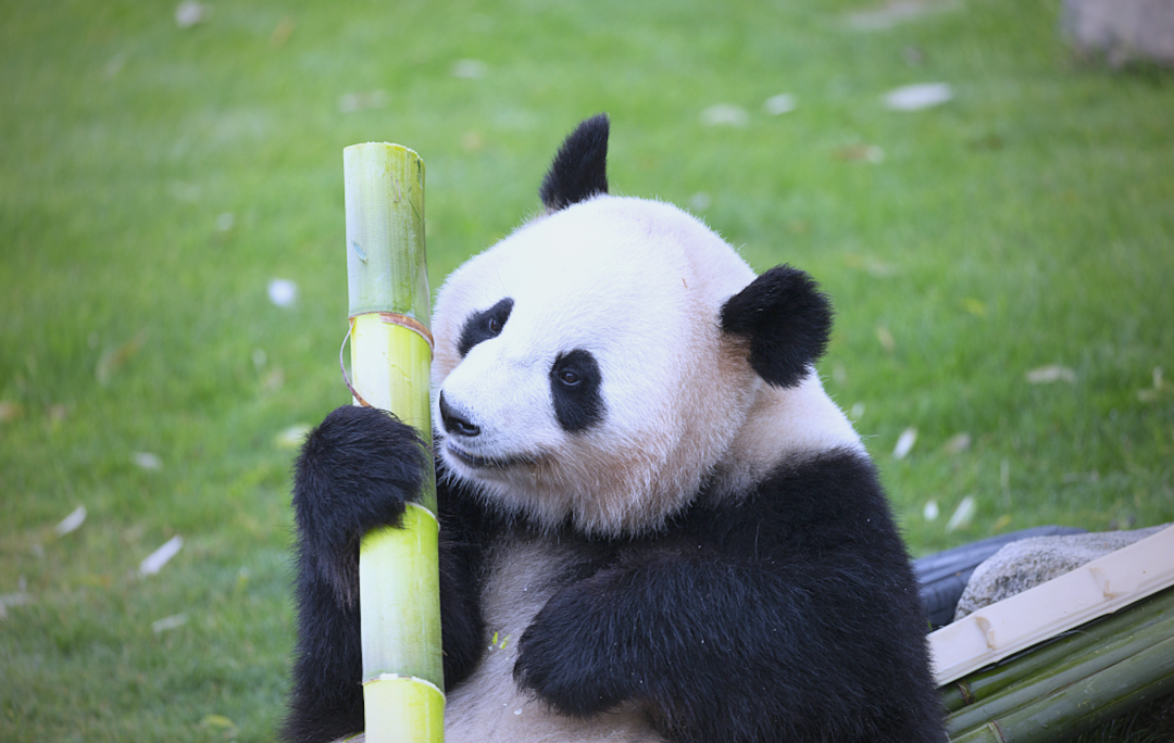 Panoramic view of Chengdu Research Base of Giant Panda Breeding