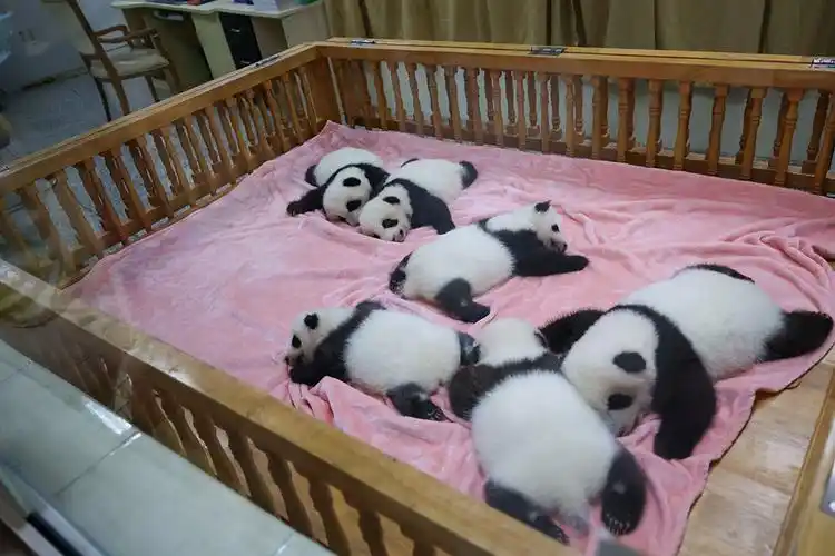 Panda Nursery